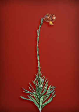 Martagon Lily on Red