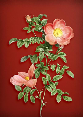 Red Sweetbriar Rose on Red