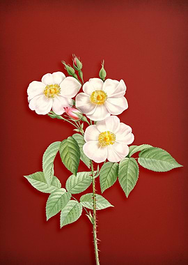 Rose of Castile on Red