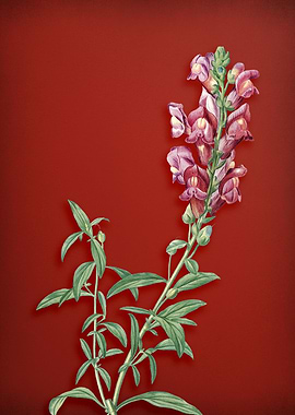 Red Dragon Flowers on Red