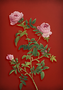 Rose of the Hedges on Red