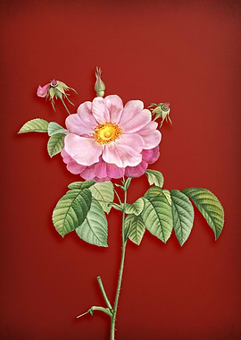 Speckled Rose on Red