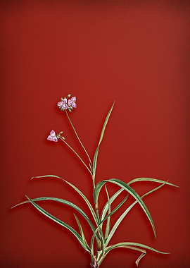 Spiderwort on Red