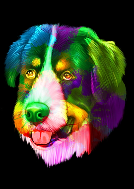 Bernese Mountain Dog