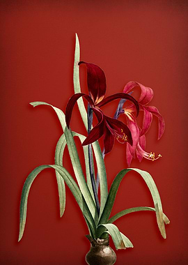 Sprekelia on Red