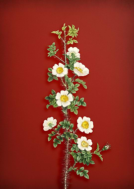 Scotch Rose Bloom on Red