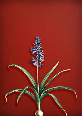 Scilla Patula on Red