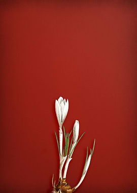 Spring Crocus on Red