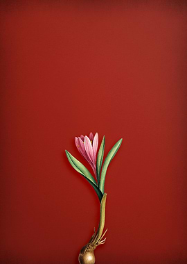 Spring Saffron on Red