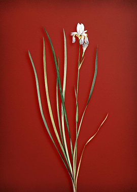 Siberian Iris on Red