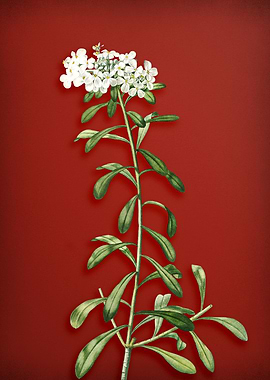 Small White Flowers on Red