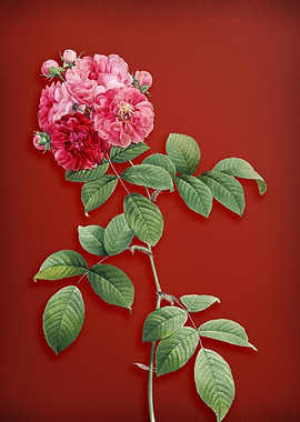 Seven Sisters Rose on Red