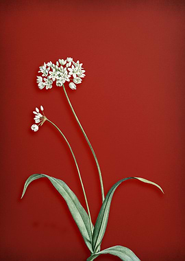 Spring Garlic on Red