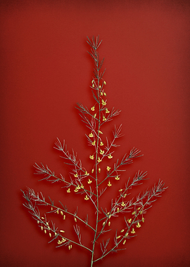 Sea Asparagus on Red