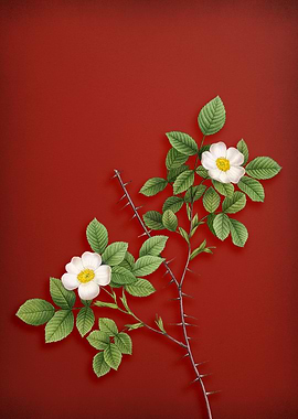 Rose of Dematra on Red