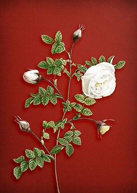 Silver Hispid Rose on Red