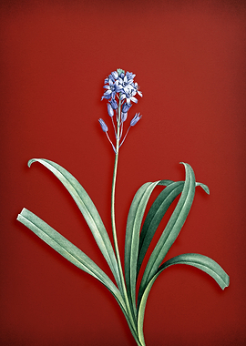 Spanish Bluebell on Red