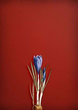 Spring Crocus on Red