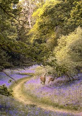 Deer In A Bluebell Forest