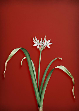 Pancratium on Red