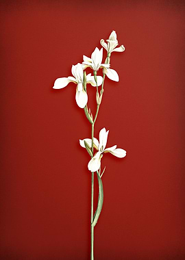 Siberian Iris on Red