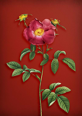 Stapelia Rose Bloom on Red