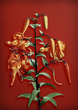 Tiger Lily on Red