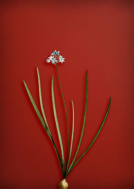 Spring Squill on Red