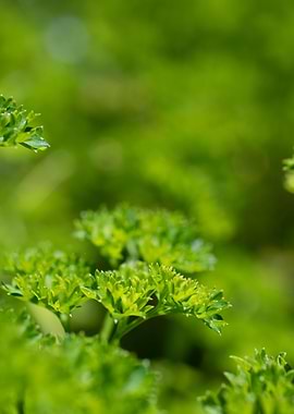 portrait of the parsley 2