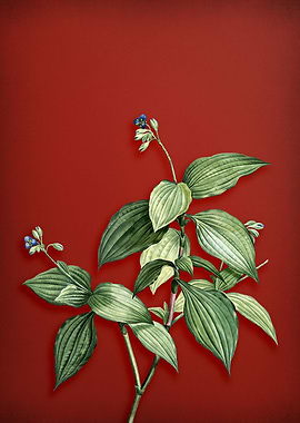 Tradescantia Erecta on Red