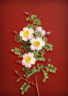 Thornless Burnet Rose Red