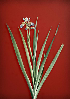 Stinking Iris on Red