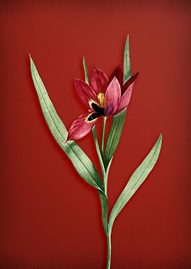 Tulipa Oculus Colis on Red