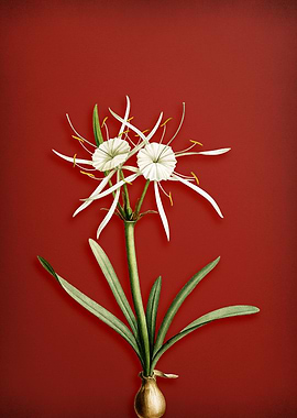 Streambank Spiderlily Red