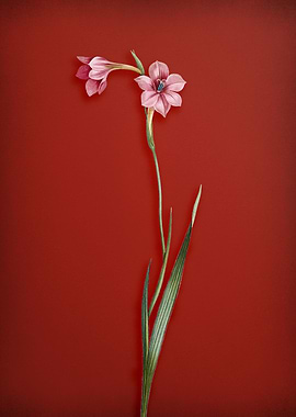 Sword Lily on Red