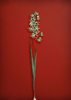 Turquoise Ixia on Red