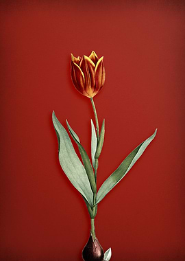 Vintage Tulip on Red