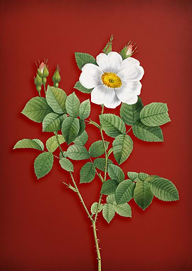 Twin Flower White Rose Red