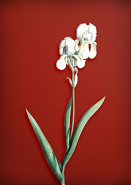 Tall Bearded Iris on Red