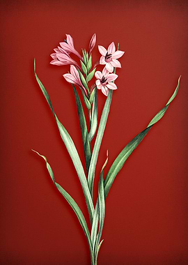 Sword Lily on Red