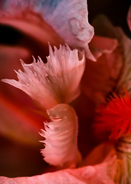 Coral Floral Abstraction I