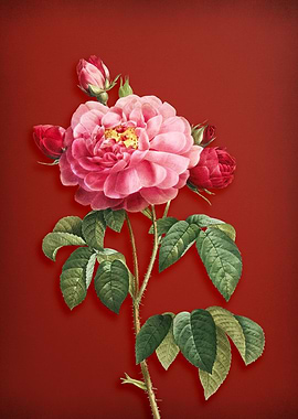 Duchess of Orleans Rose