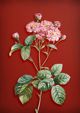 Pink Rosebush on Red