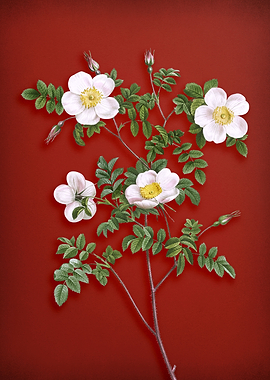 White Candolle Rose on Red