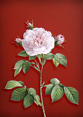 Vintage Rosa Alba on Red