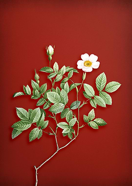 Vintage Rosebush on Red