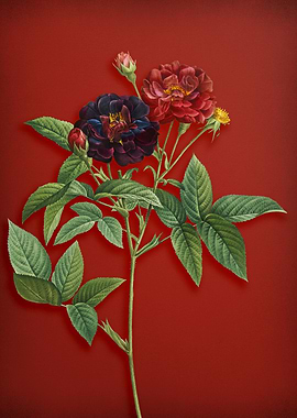 Van Eeden Rose on Red