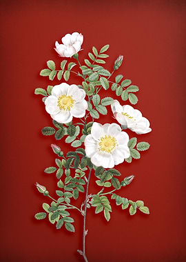 White Burnet Roses on Red