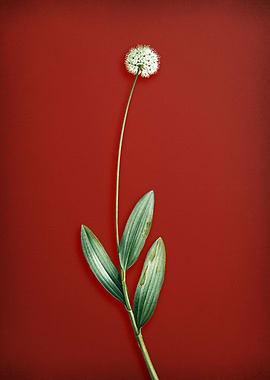 Victory Onion on Red