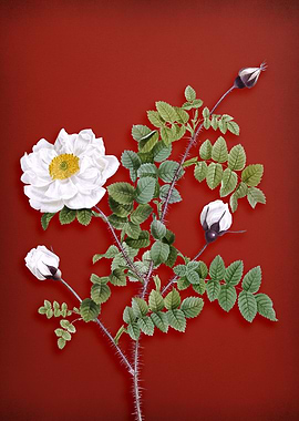 White Burnet Roses on Red